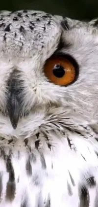 This owl live wallpaper showcases a striking close-up of an owl featuring captivating orange eyes and short grey whiskers