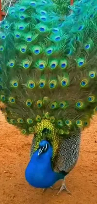 Experience the majestic beauty of nature with a stunning live wallpaper that features a colorful peacock standing proudly on a dirt field