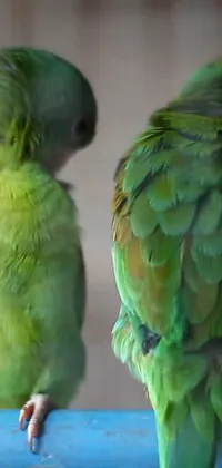 This stunning live wallpaper features two green parrots perched on a branch, set amid a lush tropical background