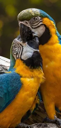 Add color and romance to your phone with this stunning live wallpaper featuring two colorful birds standing close together