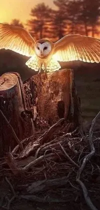 This phone live wallpaper depicts a majestic owl sitting on a wooden stump in the midst of a tranquil forest