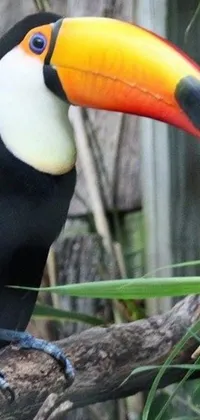 This live wallpaper for phones showcases a beautiful and unique black and white bird with six toucan beaks perched on a tree branch
