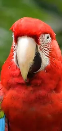 This stunning live phone wallpaper showcases a closeup of a red parrot perched on a tree branch