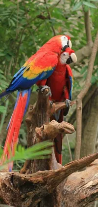Enhance your smartphone's screen with this stunning parrot live wallpaper! It features a vibrant and colorful parrot perched on a tree branch and dressed in eye-catching red and blue attire