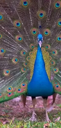 Enhance your phone's screen with this breathtaking live wallpaper featuring a vibrant image of a peacock standing on top of a lush green field