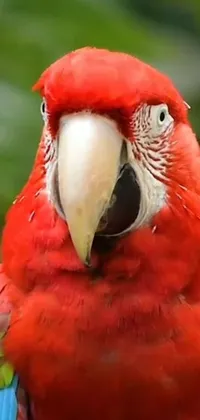 This live phone wallpaper features a stunning Renaissance-style portrait of a red parrot