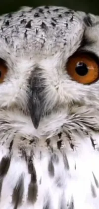 This phone live wallpaper features a stunning close-up shot of an owl with orange eyes by Anna Haifisch