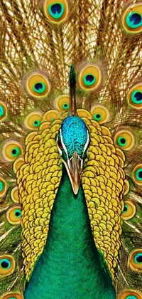 Nature Bird Organism Live Wallpaper