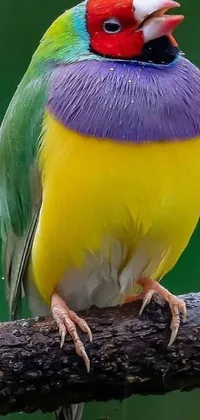 This phone live wallpaper features a colorful bird perched on a tree branch, adorned with bright yellow, purple, and green feathers