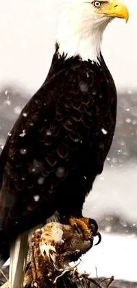 This astonishing live wallpaper depicts a bald eagle perched on a snowy branch against a stormy background
