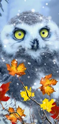 Get mesmerized by this owl-themed live wallpaper on your phone