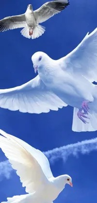 This captivating live wallpaper features two white birds in flight against a clear blue sky