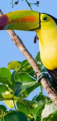 This phone live wallpaper features a vibrant and colorful bird sitting on a tree branch