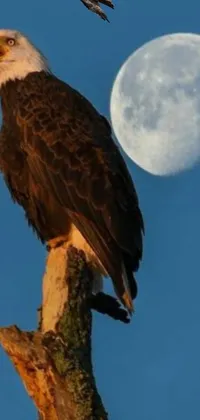This live wallpaper features a stunning bald eagle perched on a tree branch, set against a serene moonlit background with a shimmering reflection on the water