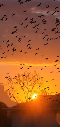 This live wallpaper showcases a photo from Shutterstock depicting a flock of birds flying in front of a captivating California sunset