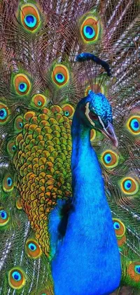 This phone live wallpaper depicts a close up of a majestic peacock with its feathers open