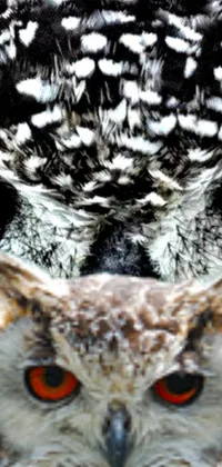 This striking live wallpaper for your phone features a high-detail photograph of an owl with captivating orange eyes