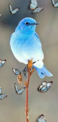 This phone live wallpaper showcases a beautiful blue bird perched on a twig while being surrounded by fluttering butterflies