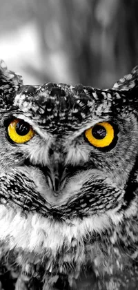 This black and white live wallpaper features a captivating close-up photograph of an awe-inspiring owl
