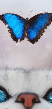 This phone live wallpaper features an exquisite close-up photo of a cat's face with a butterfly flying above it