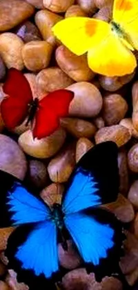 This live phone wallpaper depicts a harmonious setting of colorful butterflies resting on a rocky terrain, surrounded by a romantic album cover in the backdrop