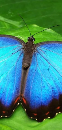 This phone live wallpaper features a stunning blue butterfly perched on a green leaf