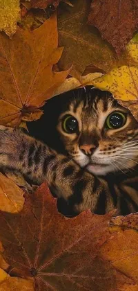 Looking for an adorable phone live wallpaper with a realistic cat image? Check out this photorealistic wallpaper that features a cute cat peeking out of a pile of leaves