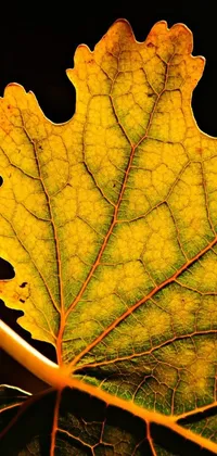 This live phone wallpaper features a stunning close-up of a leaf on a stem