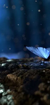 This stunning blue butterfly phone live wallpaper features a realistic 3D animation of a butterfly fluttering its wings on a rock