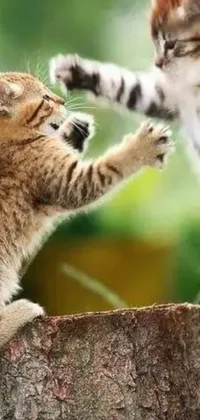 Get your phone live wallpaper with two kittens playing on a tree stump! This playful scene is inspired by striking hand-to-hand combat and tigers, complete with stunning visuals and dynamic close-up fight scenes