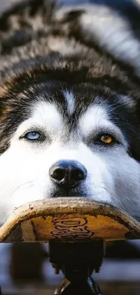 This phone live wallpaper showcases a photorealistic painting of a husky dog enjoying a ride on a skateboard in the forest