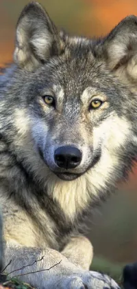Nature Carnivore Dog Live Wallpaper