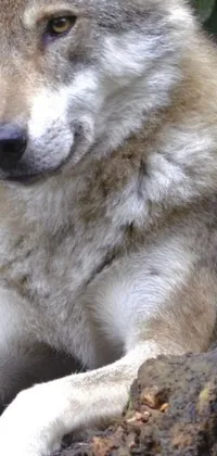 This close-up phone live wallpaper features a detailed zoom photo of a wolf laying on a rock in the wilderness, with a white muzzle and fur