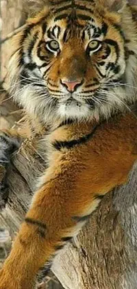 Bring the jungle to your phone with the Tiger Live Wallpaper! Featuring a majestic tiger sitting atop a tree, this trending Reddit image displays the tiger's beautiful fur and intricate patterns up close