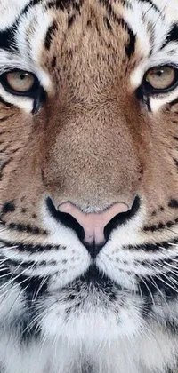 This phone live wallpaper showcases a hyperrealistic close-up of a tiger's beautiful, symmetrical face set against a blurred background