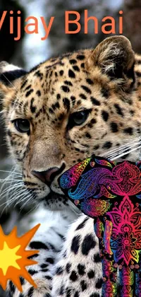 This phone live wallpaper showcases a mesmerizing leopard with expressive eyes donning a stylish scarf