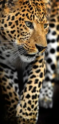 Enjoy the stunning beauty of a close-up leopard with this phone live wallpaper