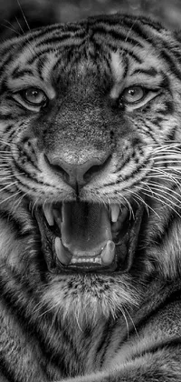 This live phone wallpaper features a breathtaking black and white photograph of a majestic tiger