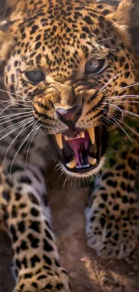 This close-up leopard live wallpaper showcases a fierce wild animal with its mouth open and powerful teeth visible