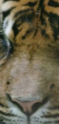 Nature Carnivore Felidae Live Wallpaper