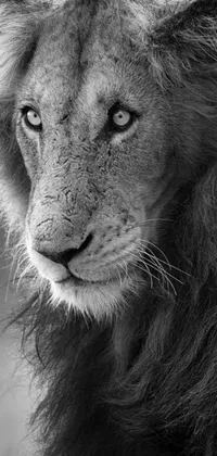 Elevate your phone's wallpaper with this captivating black and white photo of a lion