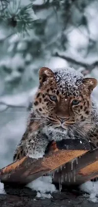 This phone live wallpaper showcases a snow leopard on a branch in a snowy forest setting