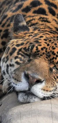 This stunning live phone wallpaper depicts a leopard in rich Aztec Jaguar armor