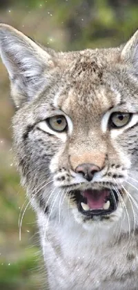 Enhance your phone's home screen with this captivating live wallpaper! Featuring a breathtaking close-up of a caged bobcat, this image portrays a young lynx standing on a log, with its mouth open in a fierce snarl