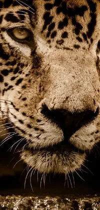 This live wallpaper showcases a stunning, up-close portrait of a leopard's face as it perches on a tree stump