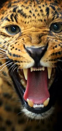 This phone live wallpaper showcases a close up of a leopard with its mouth open, highly rendered, detailed with intricate fur and sharp teeth
