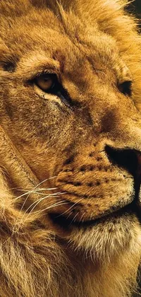 This <a href="/">phone live wallpaper</a> features an awe-inspiring photorealistic image of a lion&#39;s face in profile