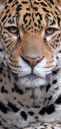 Transform your phone screen into a breathtaking jungle scene with the Leopard Close-Up Live Wallpaper