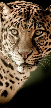 Spruce up your mobile screen with a stunning live wallpaper of a leopard in close-up