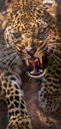 This stunning live wallpaper for your phone features a close-up of an angry leopard, its mouth wide open in a threatening stance
